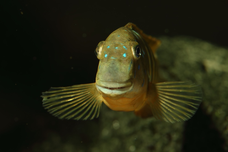 Eretmodus marksmithi 'Cape Tembwe'